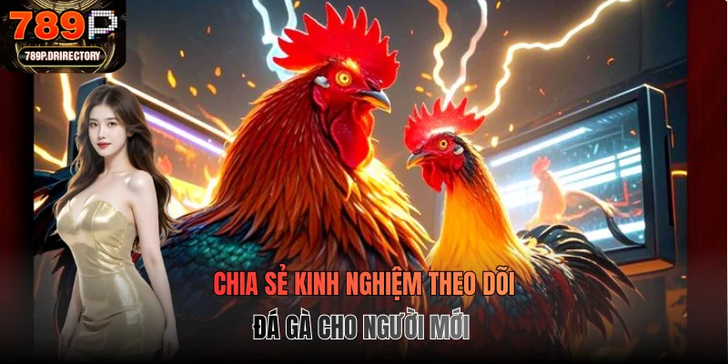 Chia sẻ kinh nghiệm theo dõi đá gà cho người mới